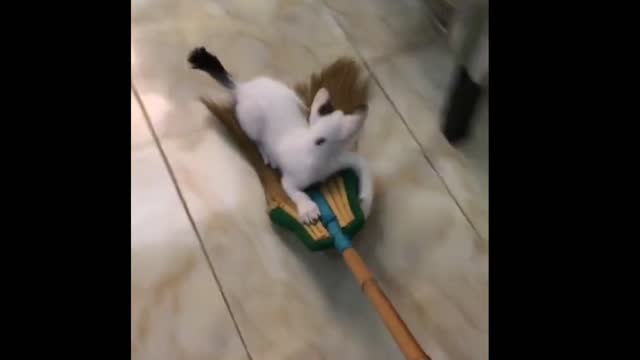 Funny cat magic broom video