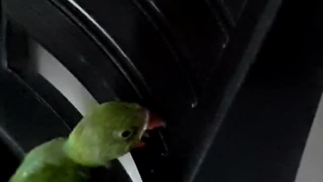 Amazing Parrot Video| Cute Animals| Baby parrot trying to fly| #urbanpets