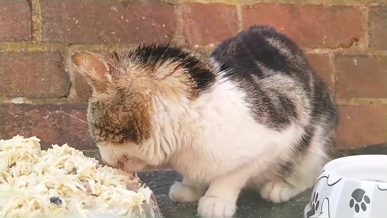 Hungry Stray Cat