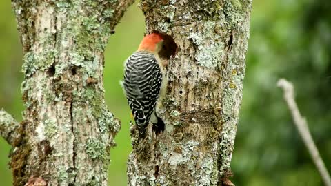 dove-bird-feathers-animal-wildlife-