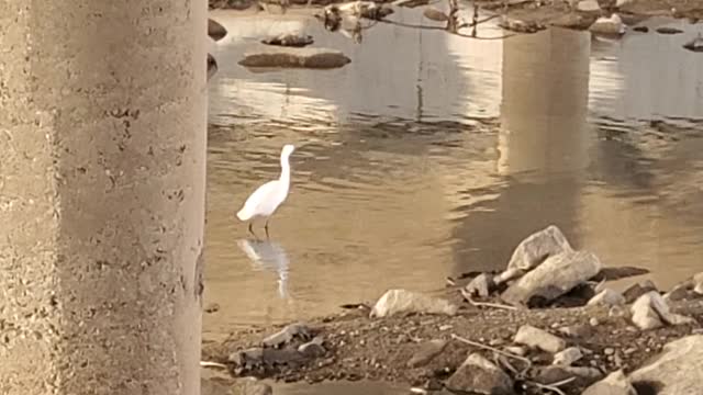 a small white bird that catches its prey