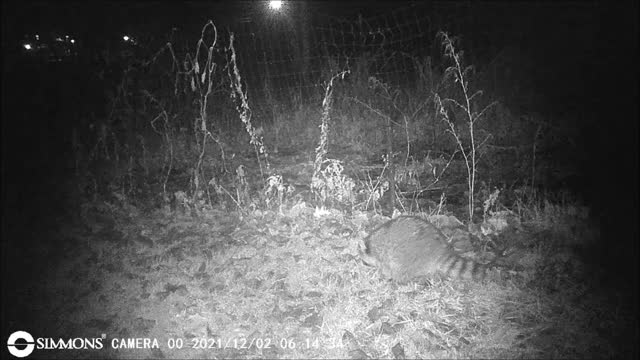 Backyard Trail Cam - Raccoon