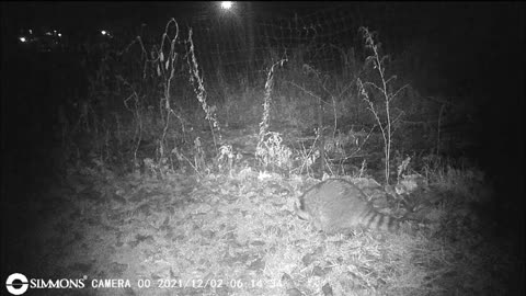 Backyard Trail Cam - Raccoon