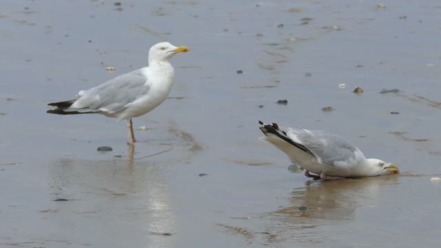 Seagull bird eating delicious food