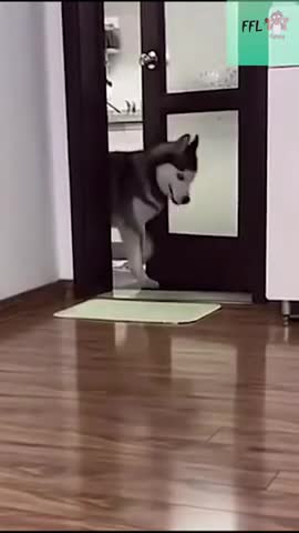 Watch the pets and their beauty 😍 😘