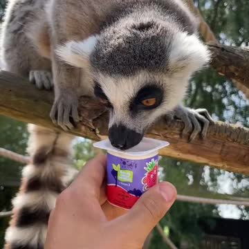 Keeping our aniamls cool and hydrated 💚 💚