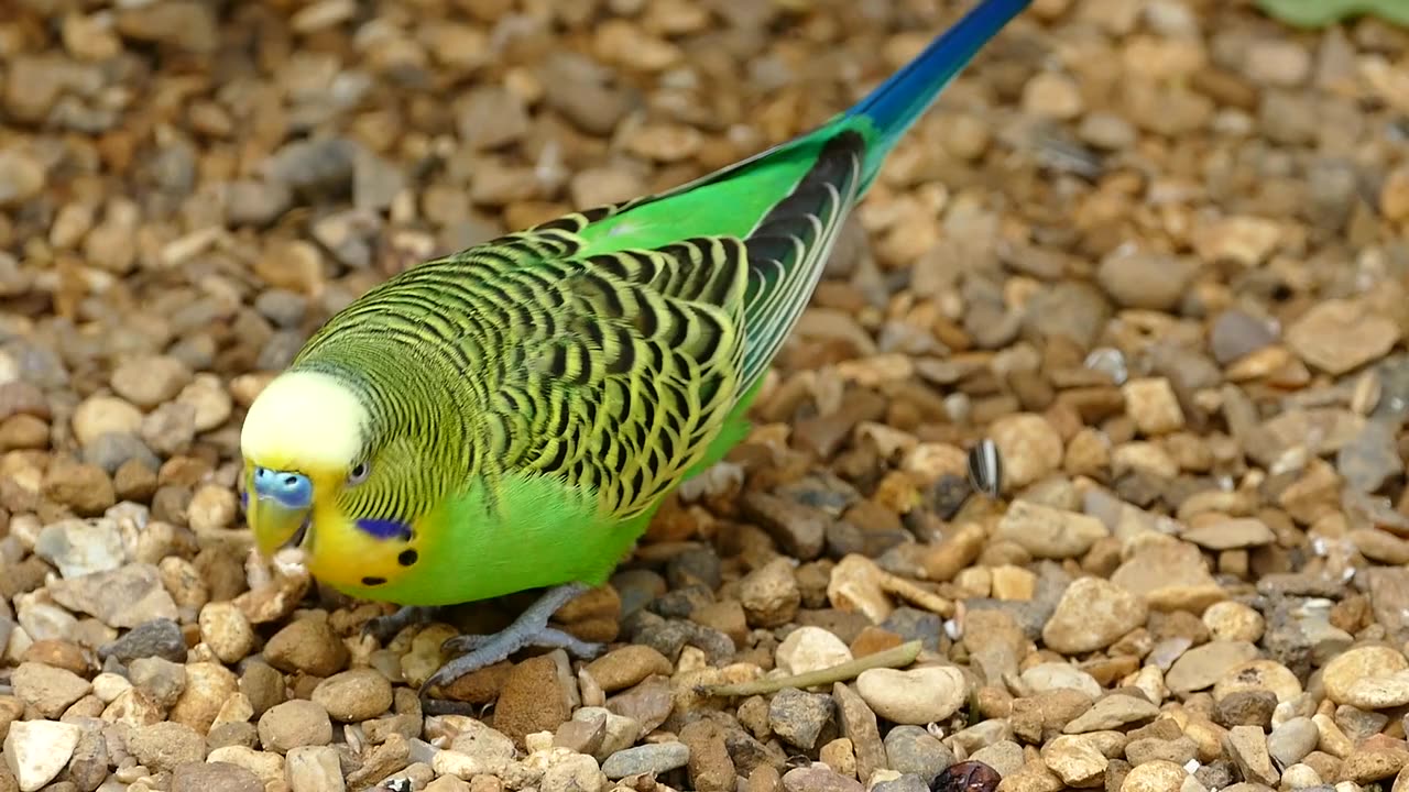 Birds pickup the food