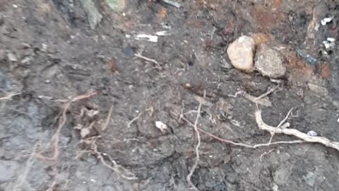 mudlarking finding old marbles and coins