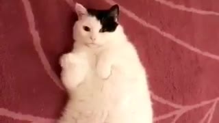 White cat waving its hand