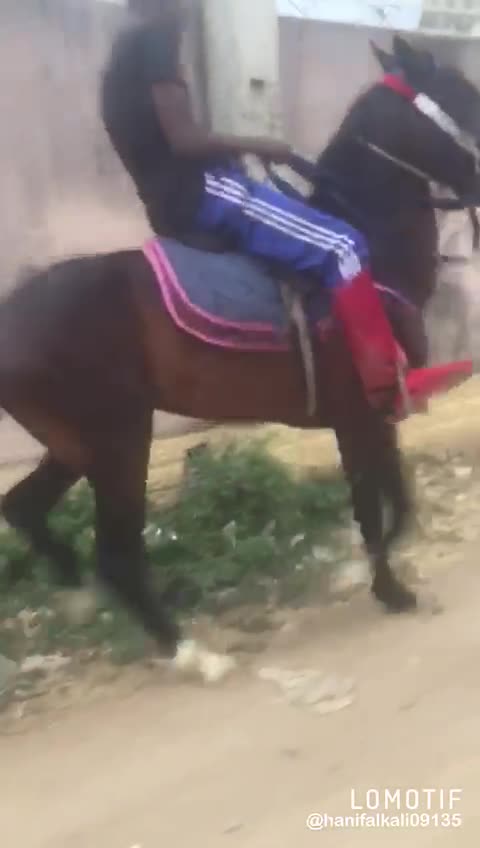 Horse dancing on the street of no where | by DolbyVision