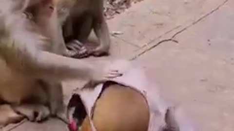 Funny monkey