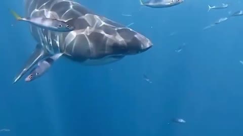 Animal world 14 great white shark and small fish