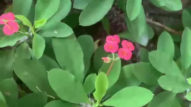 Share potted plants