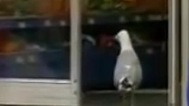 Paul The Seagull Walks in to Store and Stealing Doritos