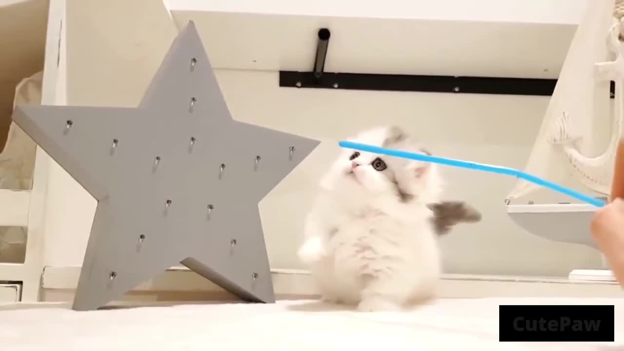 Cute cats - Funny cats - Cat Videos Compilation - Healthy Cats - Funniest Cats Animal Videos