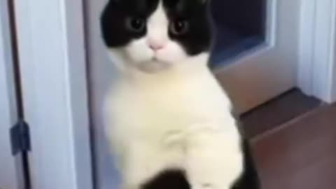 Viral cat dancing video