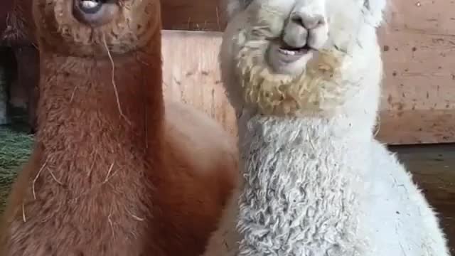 Just a couple of Alpaca's