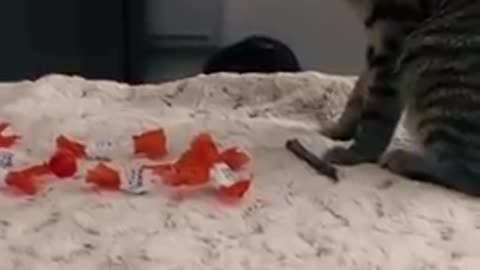 Cat_funny_video_#cat_video#cat_funny#cat_short#cat_video_Short(360p)