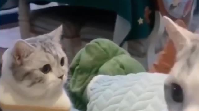 Cute and Funny Cat's Life Owners and Cats are the best friends Videos