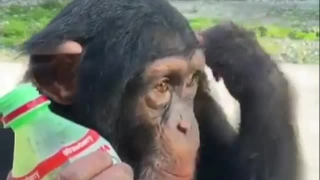 chimpanzee love to drink this kid of juice