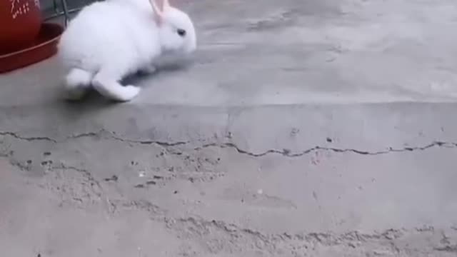 rabbit