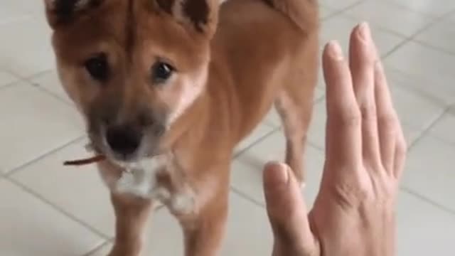 FUNNY DOG VIDEO