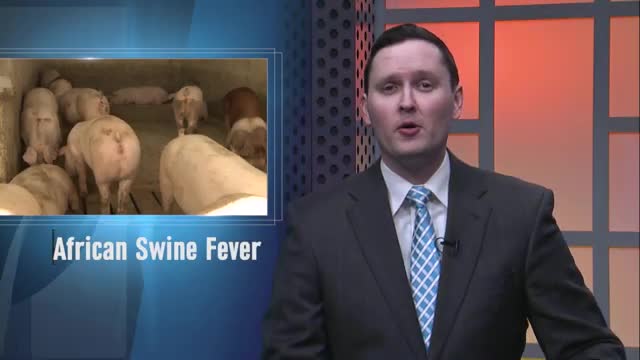 African Swine Fever - March 22, 2022_Cut.mp4