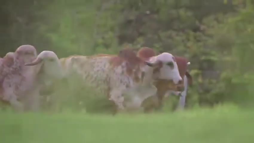 No 1 Gir cow of India