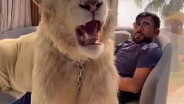 Dubai King vtts Sheikh Nawab With White Share Tiger White Lion #Dubai #Lion..