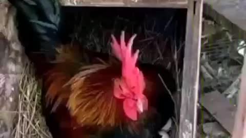 funny video
