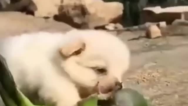 Dog and parrot friends