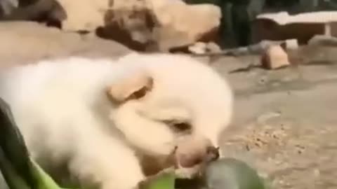 Dog and parrot friends