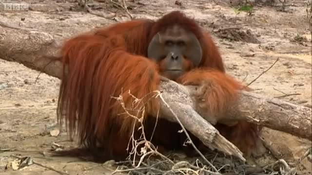 Will Hercules the Orangutan Learn to Climb? | Orangutan Diary | BBC Earth