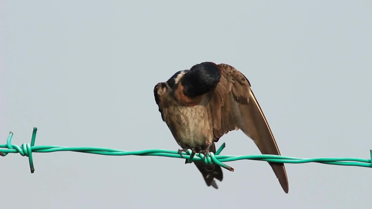 Bird cleaning itself on a wire fence - With great music