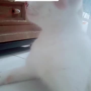 White Cat the Cockroach Hunter