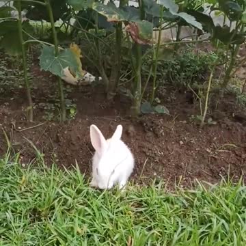 Rabbit what's app status