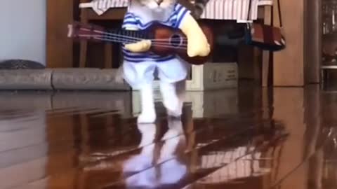 Rate my outfit 1-10come back for part 3 of ‘cat outfits’#tiktokcats #cats