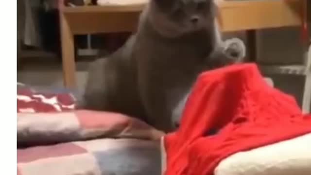 Cut video funny video interesting video funny cat video