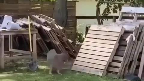 Chicken & dog playing will make your day ☺️