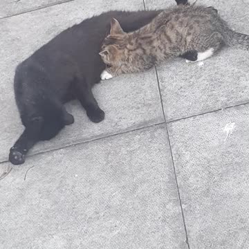 My Ginger Cat Showing Off Her Ball Skills..A Must Watch 😻