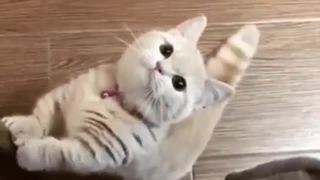 The most relaxing meow you will see today