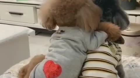 Cute couples 💕 cute puppy couples