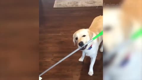 This funny dogs will make you laugh yourself out