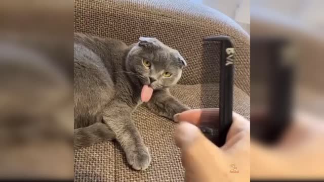 Baby Cats - Cute and Funny Cat Videos 😻