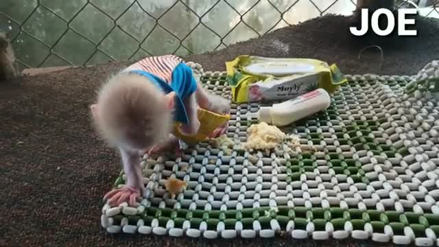 Awesome smart baby monkey joe Love to play like a human