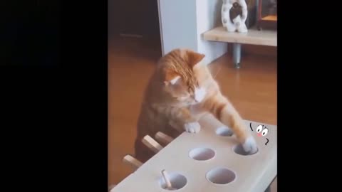 Cute and Funny Cat Videos to Keep laughing