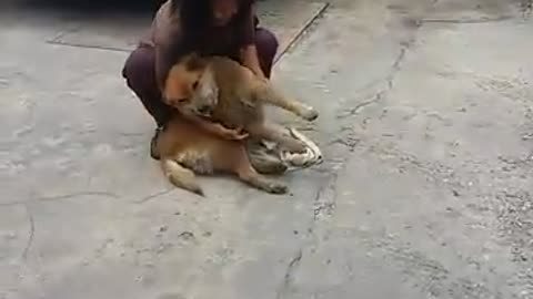 Dog Dragged To Bath Time