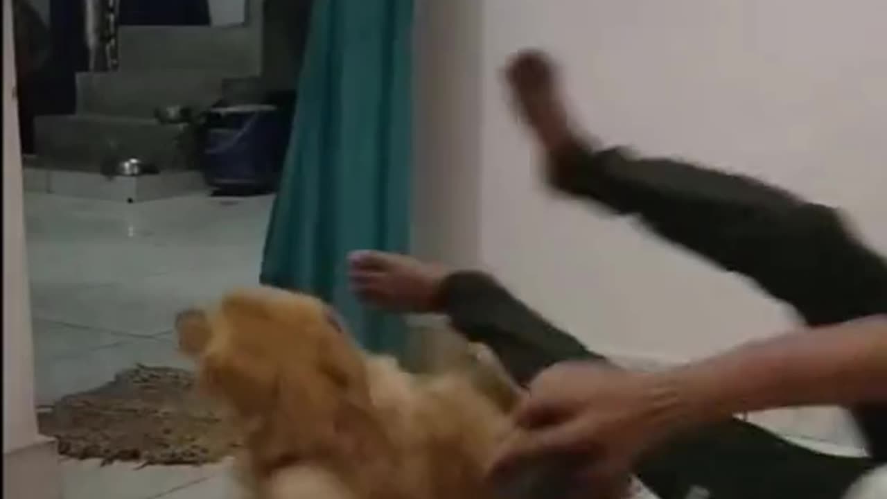 The end funny cute #funny #funnyvideos #animals #viral #pet #cat #dog #foryou #wee #haha