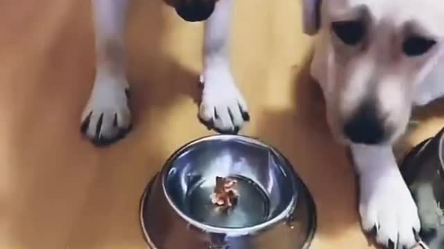 See Hungry Dog # Dog Funny Video#shorts video