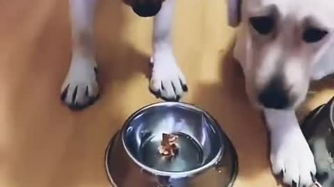 See Hungry Dog # Dog Funny Video#shorts video